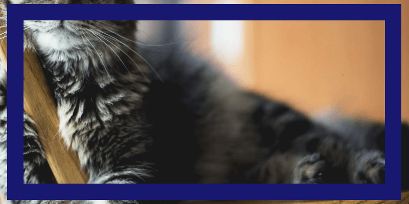 Screenshot showing what we get after the second  primitive: just the outermost frame, the one holding the background RGB, but now with its alpha set to , fully opaque.