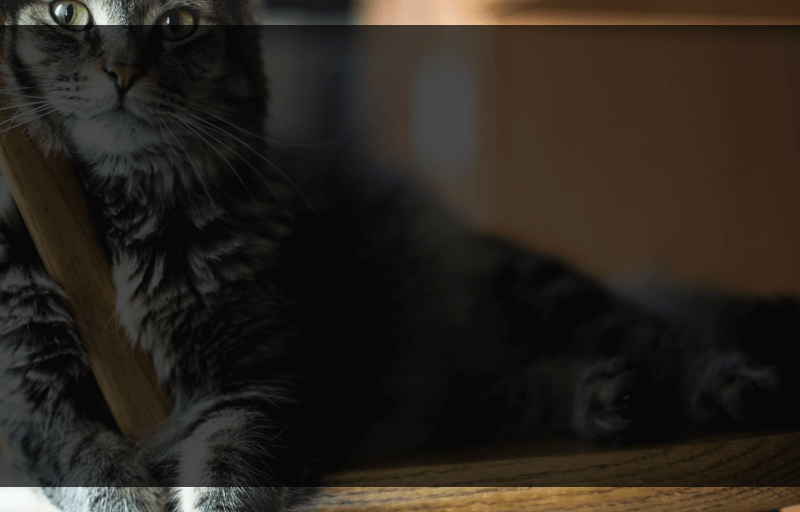 Screenshot showing the fill from the previous step, now with the green channel value transferred onto the alpha channel, giving us a semi-transparent fill, of the alpha we want for the  background.